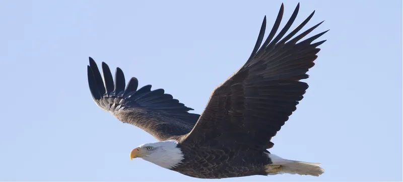 Adler