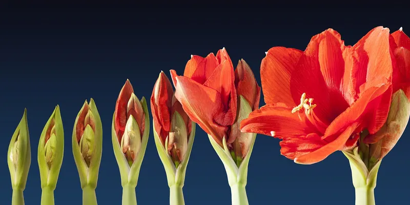 Amaryllis