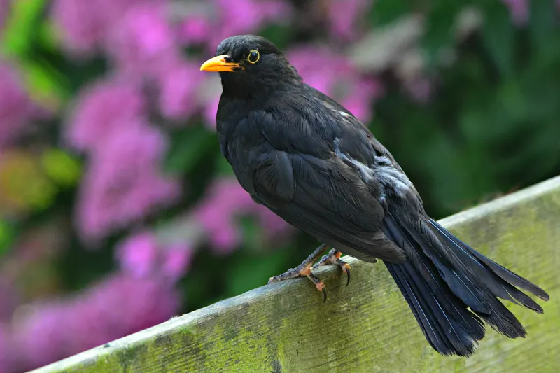 Amsel