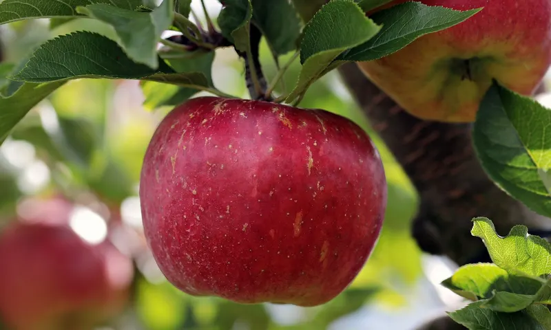 Apfel