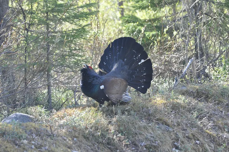 Auerhuhn