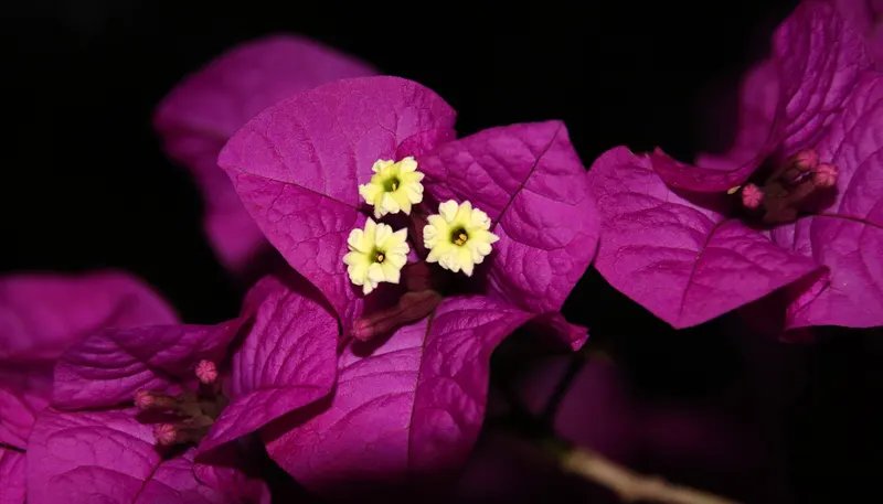 Bougainvillea
