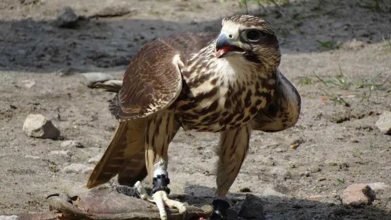 Bussard