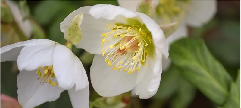 Christrose