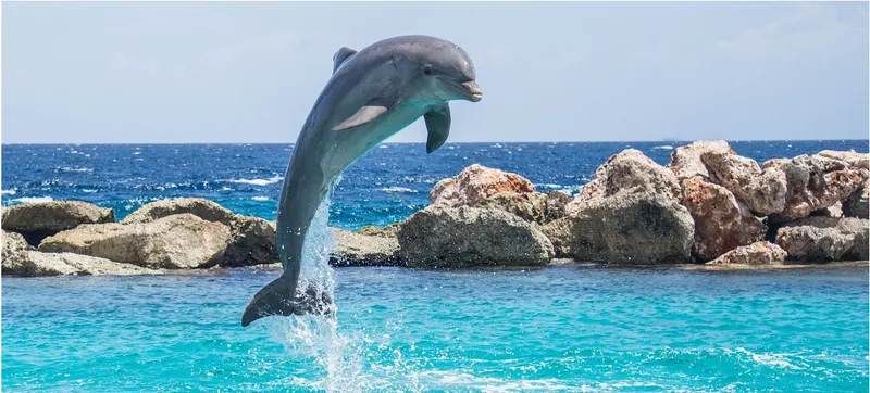 Delfin