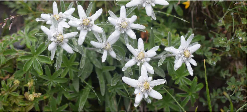 Edelweiss