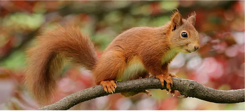 Eichhörnchen