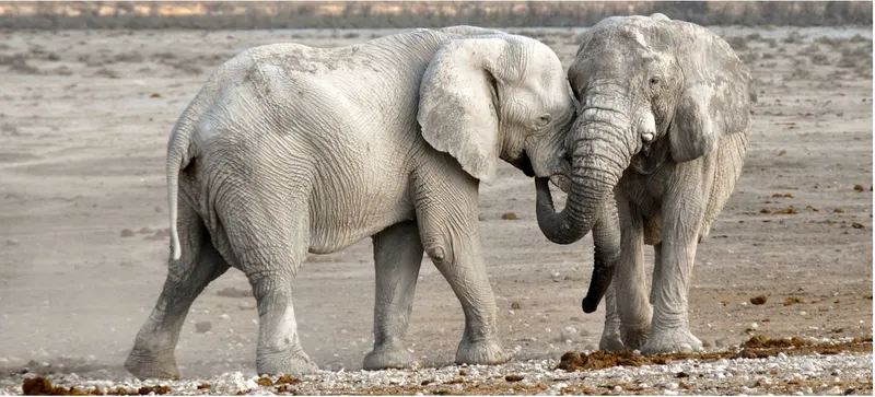 Elefant