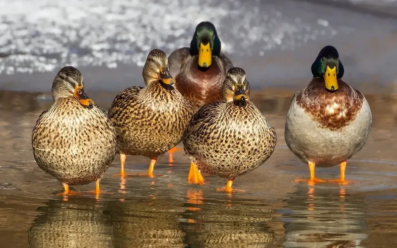 Ente
