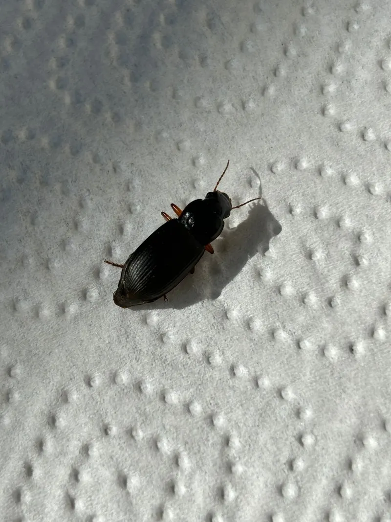 Erdbeersamenläufer