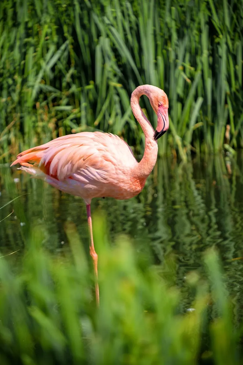 Flamingo