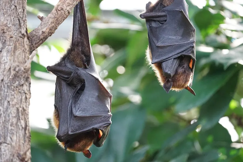 Fledermaus