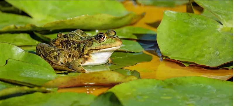 Frosch