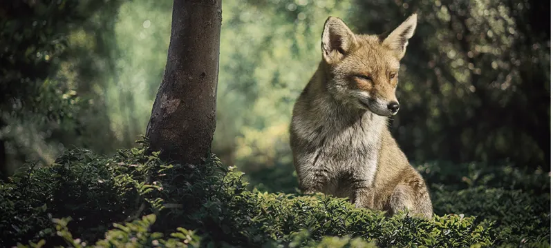 Fuchs