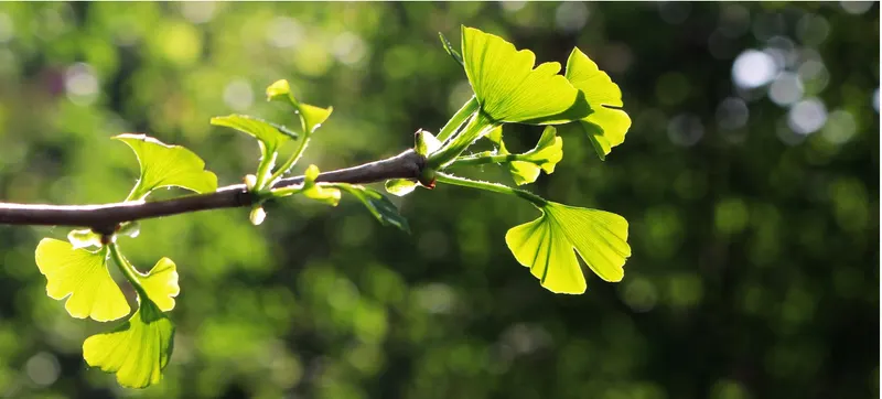 Ginkgo