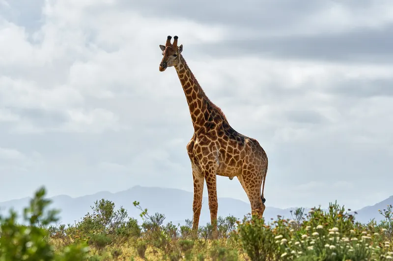 Giraffe