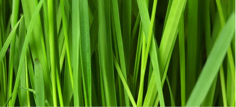 Gras