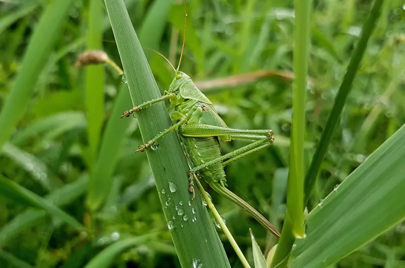 Grashüpfer
