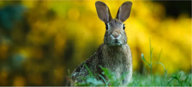 Hase