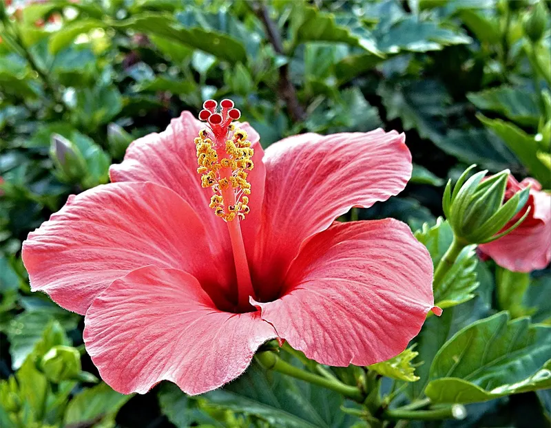 Hibiskus