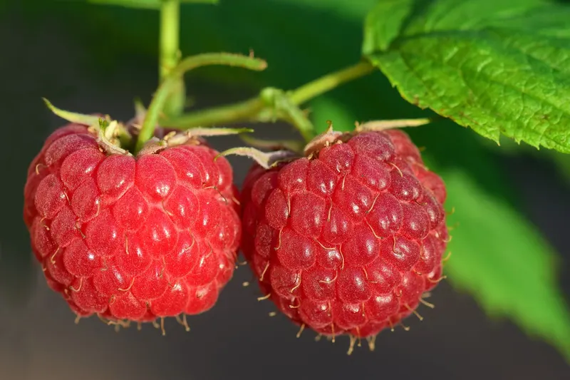 Himbeere