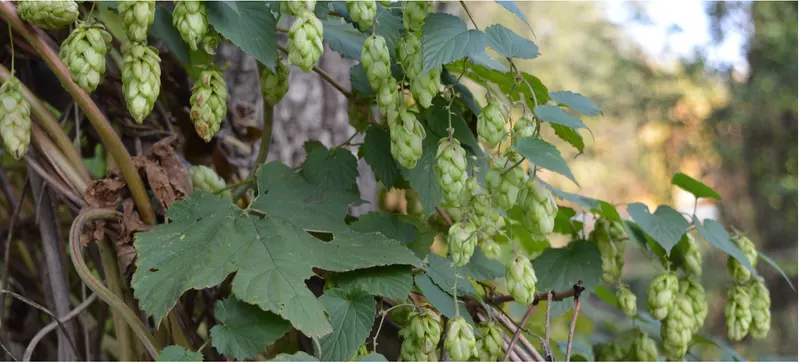 Hopfen