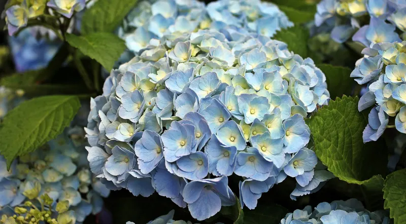 Hortensie