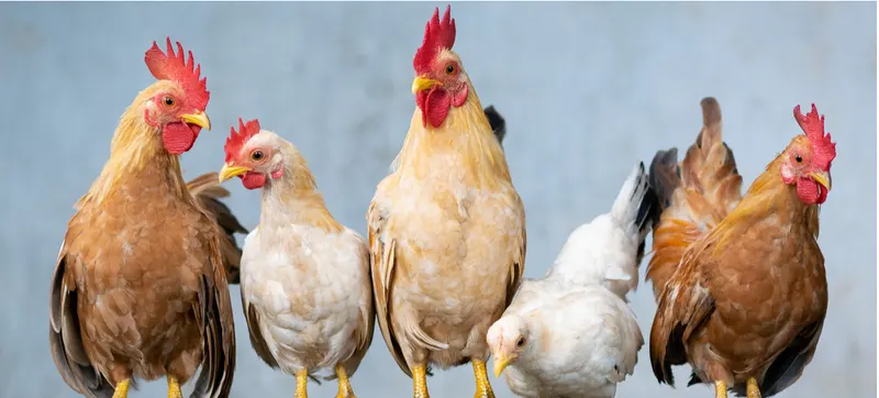 Huhn