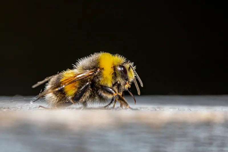 Hummel