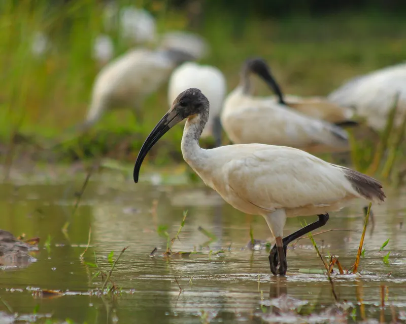 Ibis