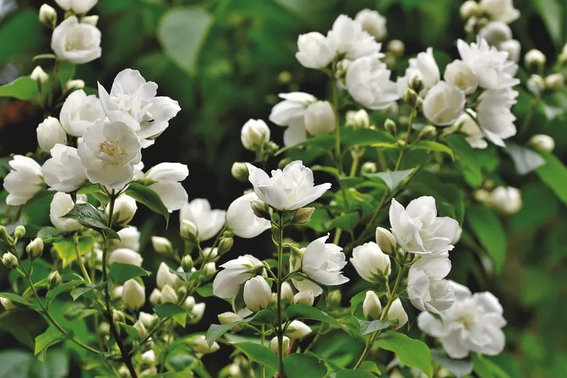 Jasmin