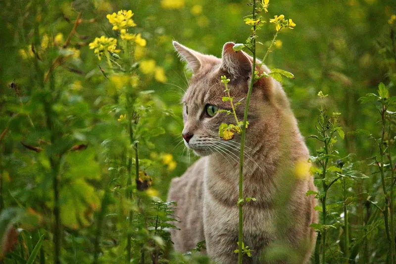 Katze