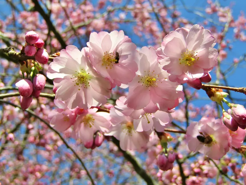 Kirschblüte