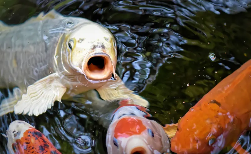 Koi
