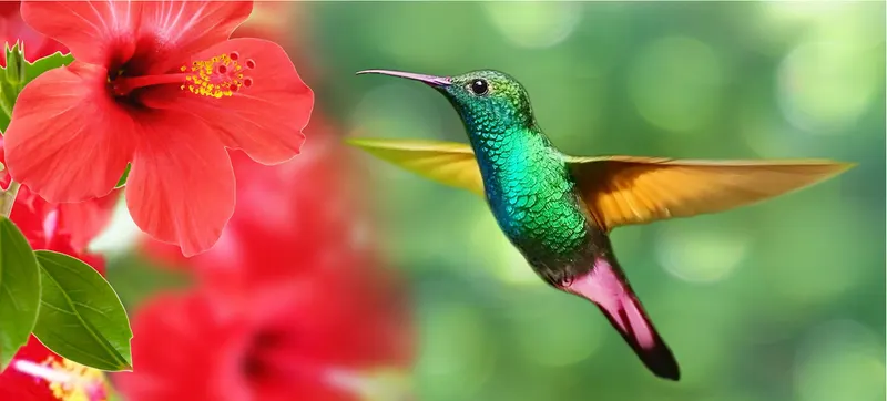 Kolibri