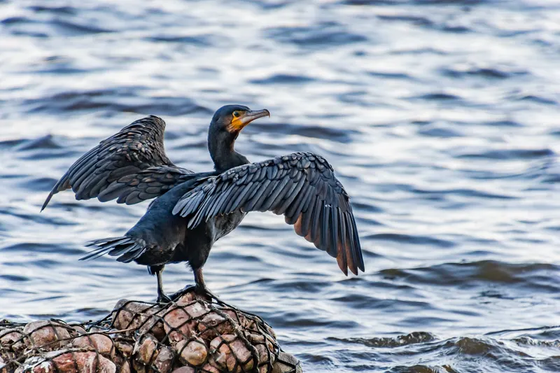 Kormoran