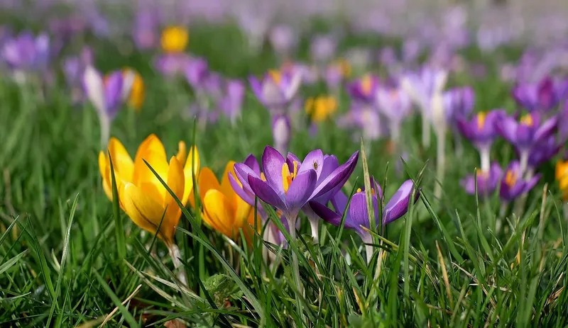 Krokus