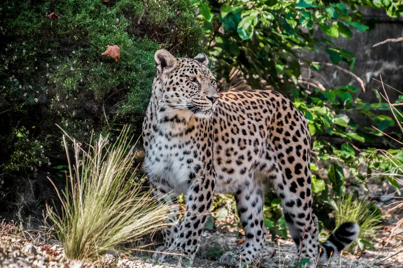 Leopard