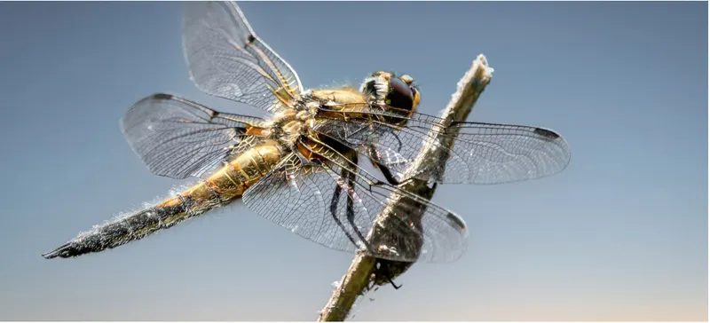 Libelle