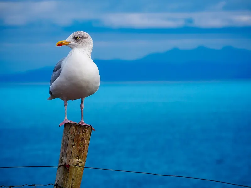 Möwe