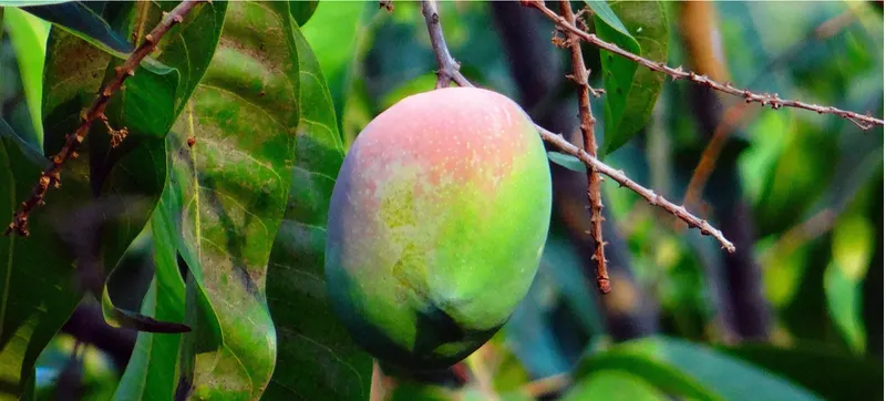 Mango