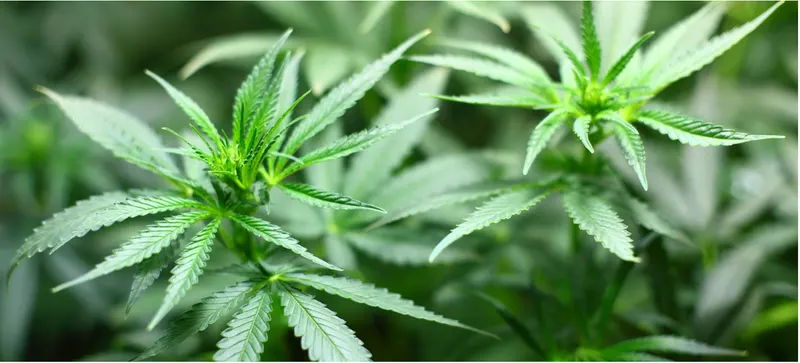 Marihuana