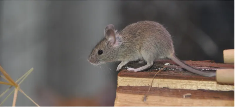 Maus
