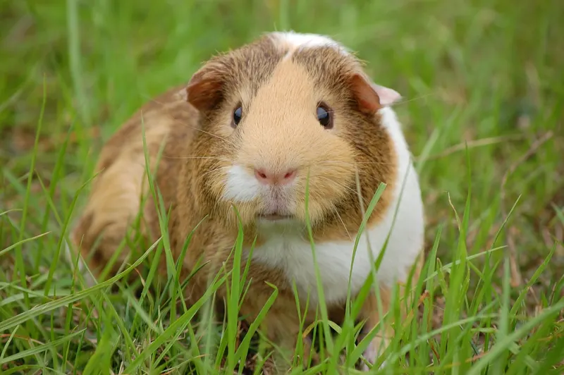 Meerschweinchen