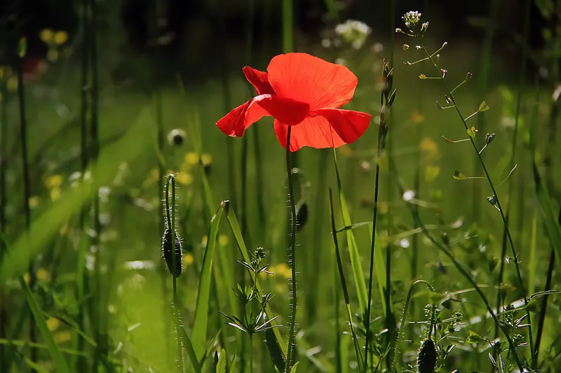 Mohn