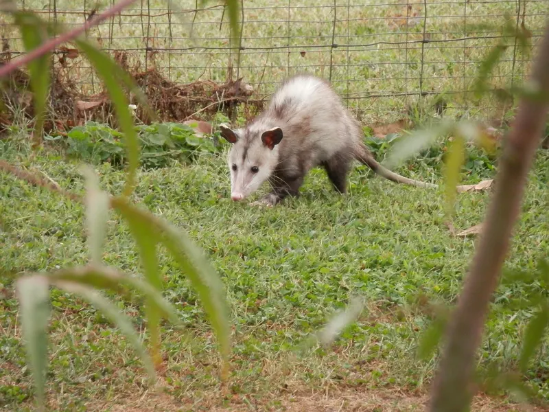 Opossum