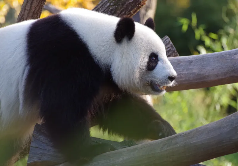 Pandabär