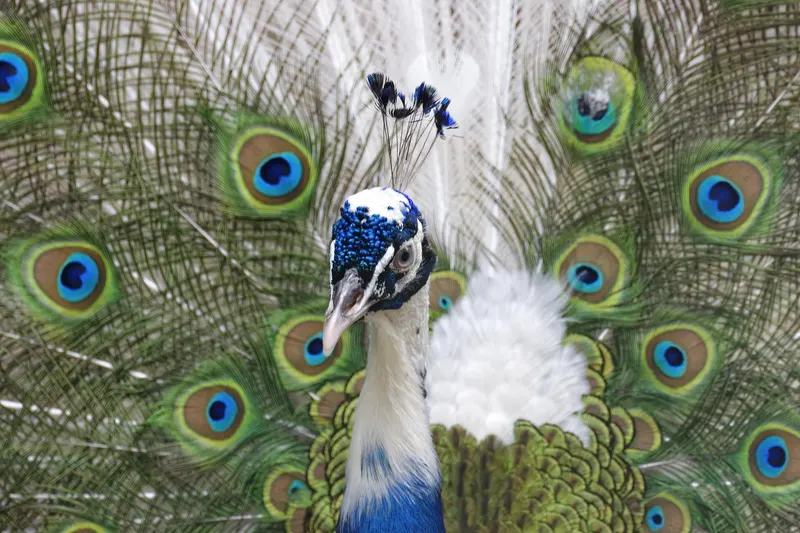 Pfau