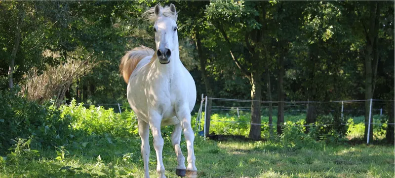 Pferd