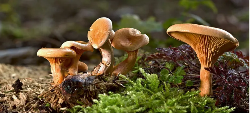 Pilze